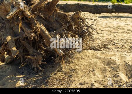 Dead, fallen tree lying on the beach Stock Photo