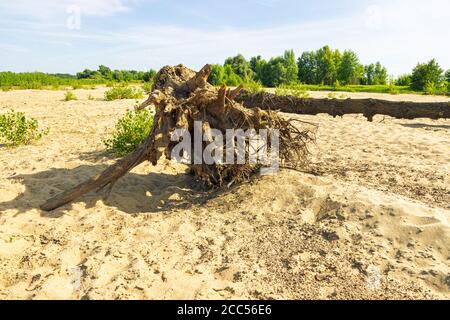 Dead, fallen tree lying on the beach Stock Photo