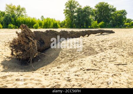 Dead, fallen tree lying on the beach Stock Photo