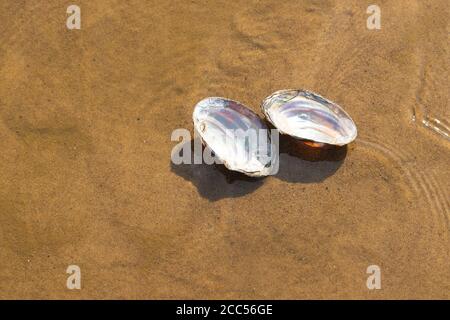White, open seashell lying on the beach in the water Stock Photo