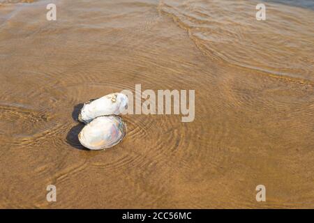 White, open seashell lying on the beach in the water Stock Photo
