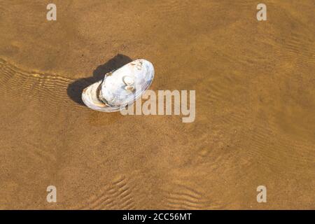 White, open seashell lying on the beach in the water Stock Photo