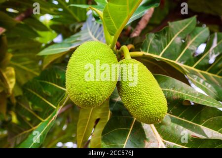 Big and ripe fruits on the breadfruit tree in Asia Stock Photo