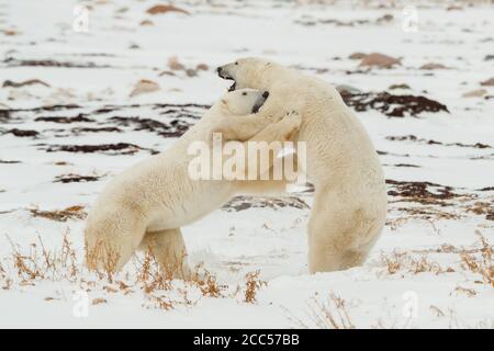 Wild Polar Bears (Ursus maritimus) play fighting in the Canadian Tundra