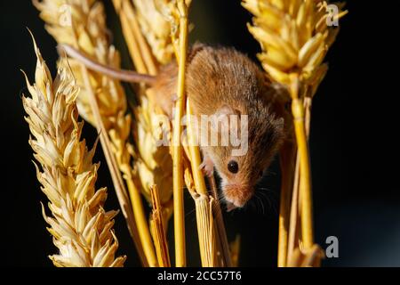 The Field or Wood Mouse (Apodemus sylvaticus)