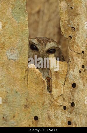 Cuban Screech-owl (Gymnoglaux lawrencii exsul) adult roosting in hollow tree (Cuban endemic)  Zapata peninsula, Cuba              March Stock Photo