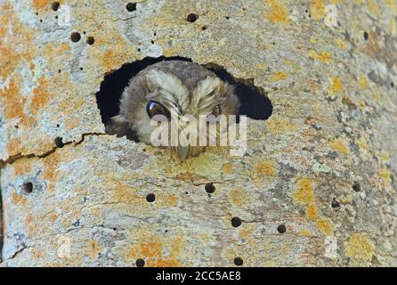 Cuban Screech-owl (Gymnoglaux lawrencii exsul) adult looking out of nest hole (Cuban endemic)  Zapata peninsula, Cuba              March Stock Photo