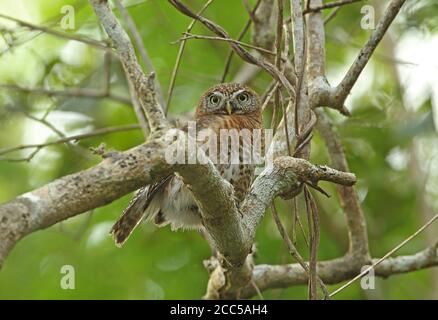 Cuban Pygmy-owl (Glaucidium siju siju) adult perched on branch (Cuban endemic)  Zapata peninsula, Cuba              March Stock Photo