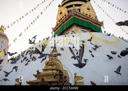 Pigeons flutter around the dome of the Swayambhunath stupa in Kathmandu, Nepal. Stock Photo