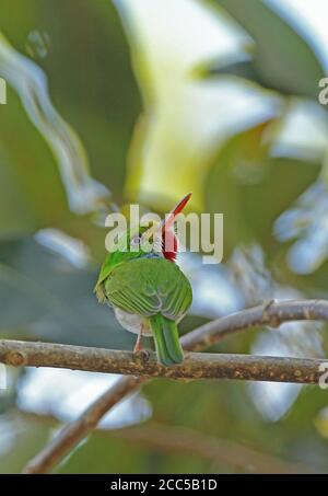 Cuban Tody (Todus mulicolor) adult perched on branch (Cuban endemic)  La Belen, Cuba          March 2013 Stock Photo