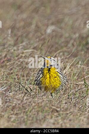 Eastern Meadowlark (Sturnella magna hippocrepis) adult male in grassland, puffed up displaying  Cuba       March Stock Photo