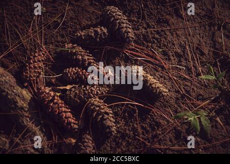 Dry pine tree cones on the ground Stock Photo