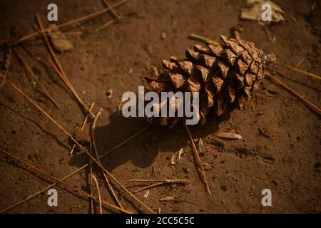 Close-up dry pine tree cone on the ground Stock Photo