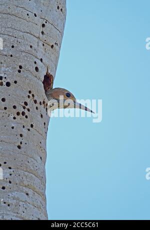Fernandina's flicker (Colaptes fernandinae) adult female looking out of nest hole (Cuban endemic)  Zapata peninsula, Cuba              March Stock Photo