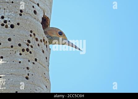 Fernandina's flicker (Colaptes fernandinae) adult female looking out of nest hole (Cuban endemic)  Zapata peninsula, Cuba              March Stock Photo
