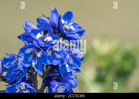 Close up of a blue delphinium flower in bloom Stock Photo