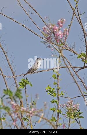 Giant Kingbird (Tyrannus cubensis) adult perched in flowering bush (Cuban endemic)  La Belen, Cuba          March 2013 Stock Photo