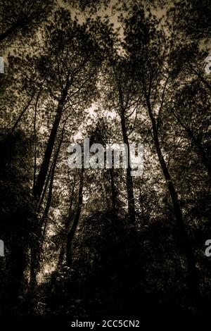 black forest trees view upwards of canopy with tall trees and twisted ...