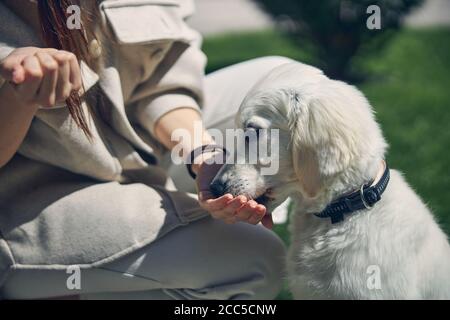 Female owner feeding her hungry dog outside Stock Photo