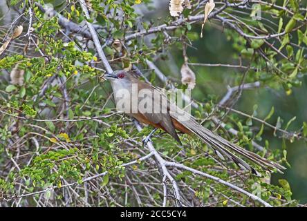 Great Lizard Cuckoo (Saurothera merlini merlini) adult perched on branch with insect prey, Cuban endemic  La Belen, Cuba          March Stock Photo