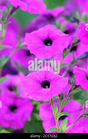 Bright purple flowers of Petunia hybrid 'Purple Tower'. Petunia 'Purple Tower' Stock Photo