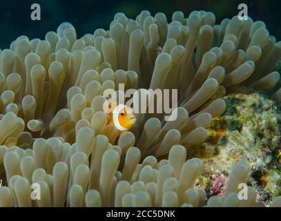 black anemonefish, Amphiprion melanopus, hiding in Anemone, Tulamben, Bali Stock Photo
