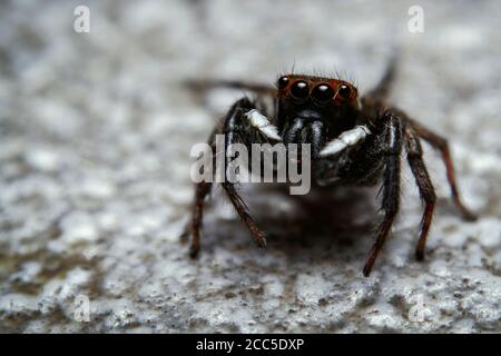 Super macro shot jumping spider a second before jumping to my camera Stock Photo