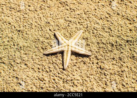 Close-up starfish against on the sand. Cute white starfish. Stock Photo