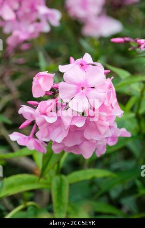 Pink flowers of Phlox paniculata 'Rosa Pastell'. Perennial phlox 'Rosa Pastell' Stock Photo