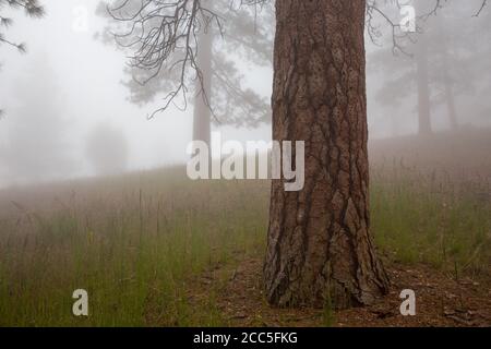 Shot of bark beetle holes in a pine tree - the concept of environmental issue Stock Photo