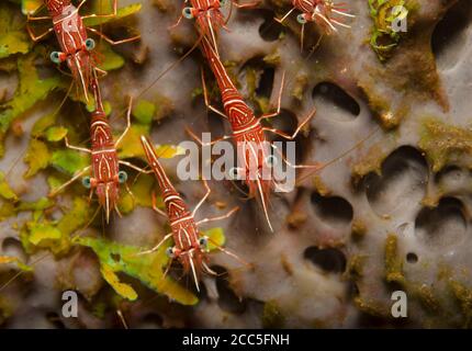 Durban Hinge-beak Shrimp, Rhynchocinetes durbanensis, on coral reef in Tulamben, Bali, Indonesia Stock Photo