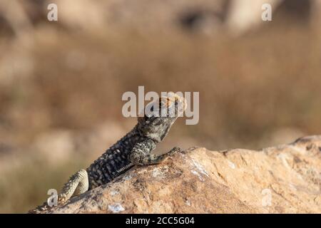 Single black lizard basking in the sun on a rock against the backdrop of the mountains of Crater Ramon. Israel Stock Photo