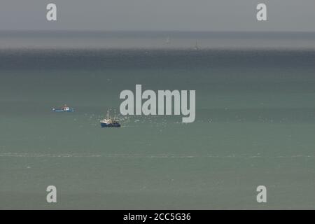 Seagulls following a fishing boat in a green-grey sea, Tor Bay, Devon, UK Stock Photo