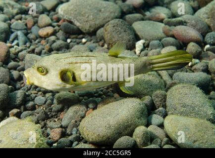 Narrow-lined puffer, Arothron manilensis, swimming over ocean floor, Tulamben, Bali Stock Photo