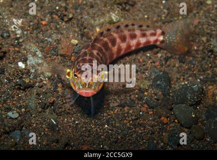 Reef Lizardfish, Synodus variegatus, on volcanic sand, Tulamben, Bali, Indonesia Stock Photo