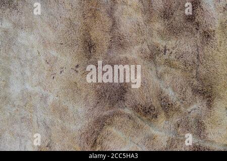 deer skin background texture, seamless pattern for design Stock Photo