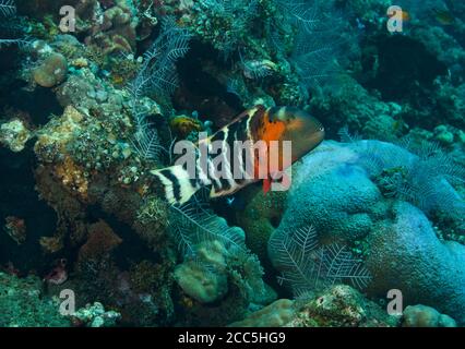 red-breasted wrasse, Cheilinus fasciatus, swimming over coral reef in Tulamben, Bali Stock Photo