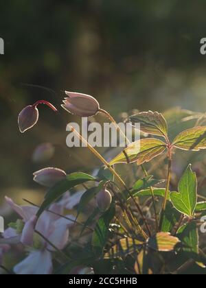 close upof pale pink clematis flowers with dreamy soft focus background Stock Photo