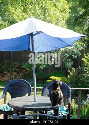 tortoiseshell cat sat on garden table under umbrella sniffing the air Stock Photo