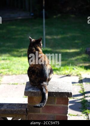 tortoiseshell cat sat on garden wall seen from behind Stock Photo