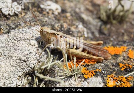 grasshopper on rock Stock Photo