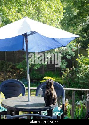 tortoiseshell cat sat on garden table under umbrella sniffing the air Stock Photo