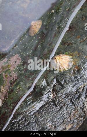 Limpets and rock pool Stock Photo