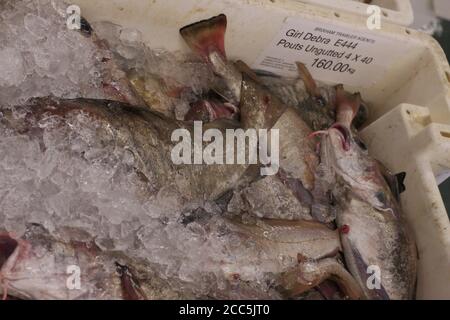 brixham fish box Box of fresh fish on ice, Brixham fish market, Devon, UK Stock Photo