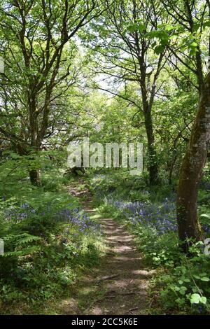 pathway through bluebell wood Stock Photo