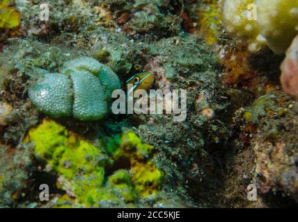 Tube-worm blenny, Plagiotremus rhinorhynchos, poking out of reef, Tulamben, Bali Stock Photo