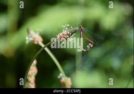 Large Red Damselflies mating landscape Stock Photo