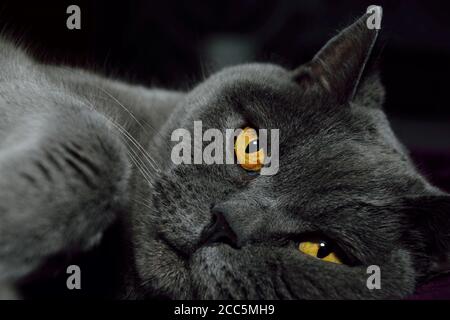12 year old male British blue cat taking a nap on his bed after a busy weekend away on holiday Stock Photo
