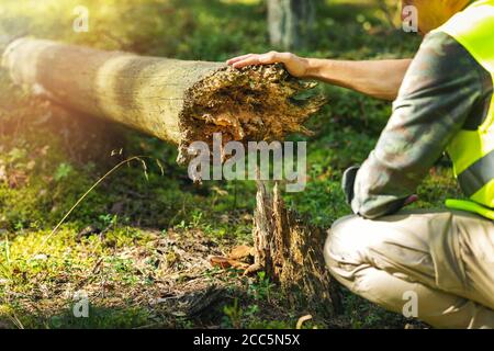 forestry worker inspecting old fallen tree in the forest Stock Photo
