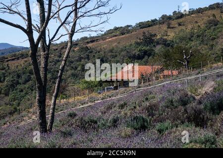 Partial view of the lavender fields plantation of O Lavandario farm with a tree without leaves between and an isolated house at the background. Stock Photo